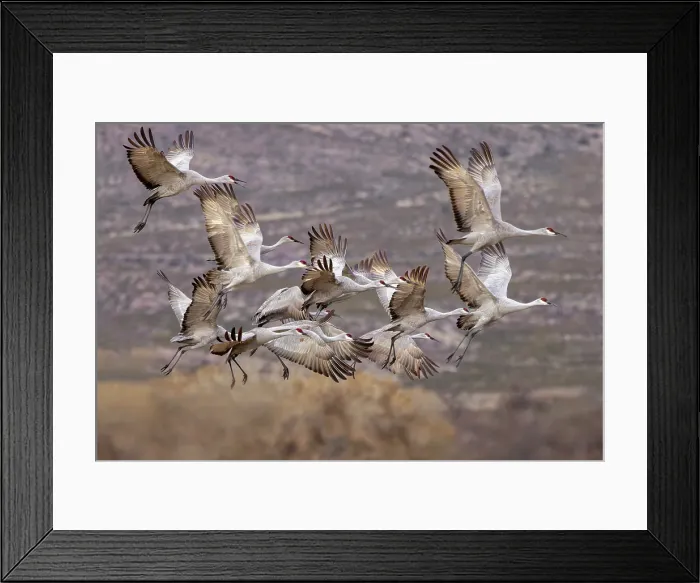 Framed Print : Sandhill cranes in flight formation. Bosque del Apache National Wildlife Refuge, New Mexico