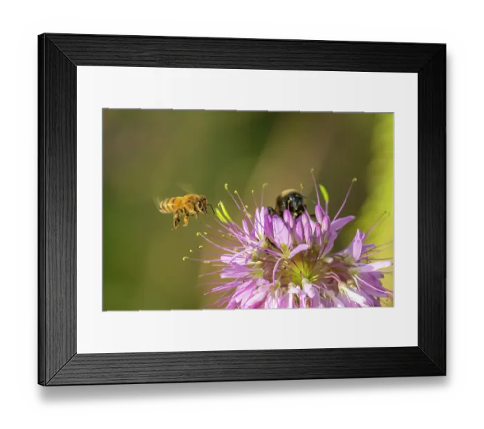 Framed Print : USA, New Mexico. Close-up of honey bees on flower. ©Cathy & Gordon Illg / Jaynes Gallery / DanitaDelimont.com Framed Print : USA, New Mexico. Close-up of honey bees on flower. ©Cathy & Gordon Illg / Jaynes Gallery / DanitaDelimont.com