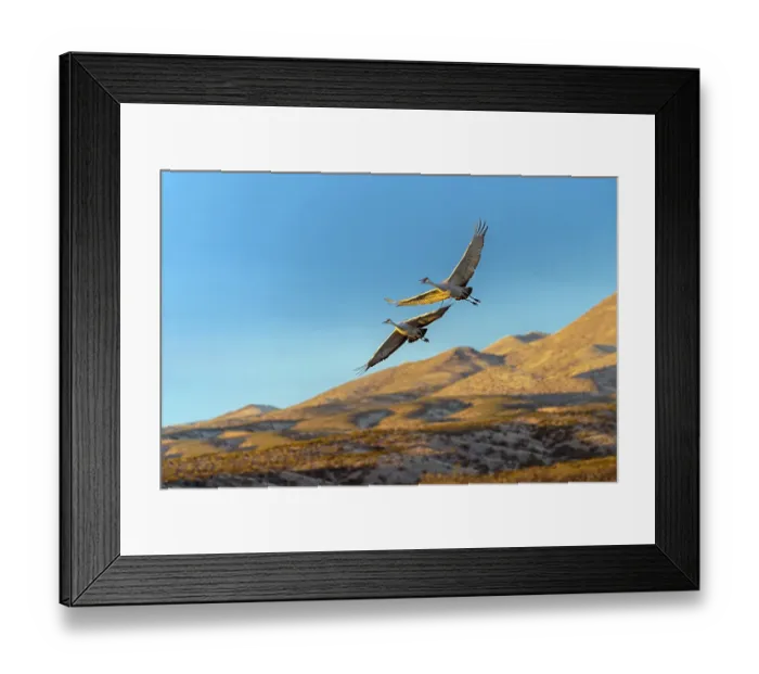 Framed Print : Sandhill cranes in flight formation. Bosque del Apache National Wildlife Refuge, New Mexico