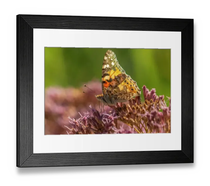 Framed Print : USA, New Mexico. Backlit painted lady butterfly on flower. ©Cathy & Gordon Illg / Jaynes Gallery / DanitaDelimont.com Framed Print : USA, New Mexico. Backlit painted lady butterfly on flower. ©Cathy & Gordon Illg / Jaynes Gallery / DanitaDelimont.com