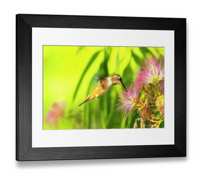 Framed Print : USA, New Mexico. Rufous hummingbird feeding on flower. ©Cathy & Gordon Illg  /  Jaynes Gallery  /  DanitaDelimont.com