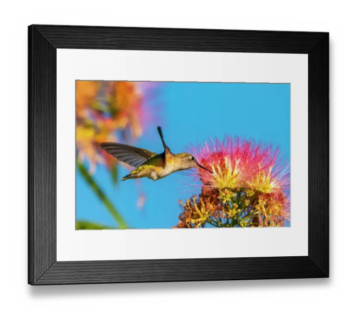 Framed Print : USA, New Mexico. Broad-tailed hummingbird feeding on mimosa blossom. ©Cathy & Gordon Illg / Jaynes Gallery / DanitaDelimont.com Framed Print : USA, New Mexico. Broad-tailed hummingbird feeding on mimosa blossom. ©Cathy & Gordon Illg / Jaynes Gallery / DanitaDelimont.com