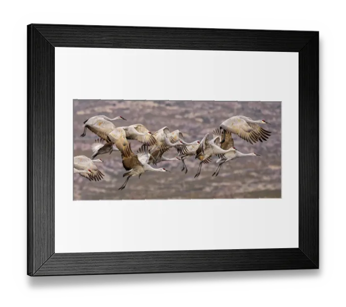 Framed Print : Sandhill cranes in flight formation. Bosque del Apache National Wildlife Refuge, New Mexico
