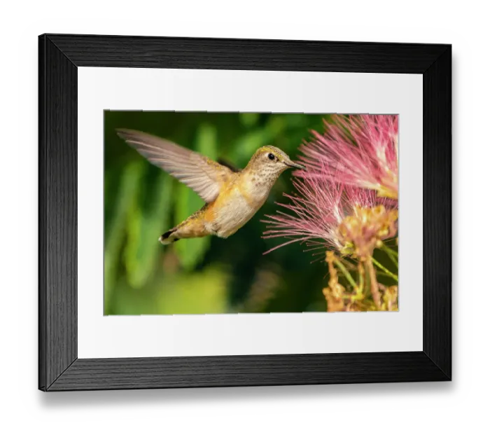 Framed Print : USA, New Mexico. Broad-tailed hummingbird feeding on mimosa blossom. ©Cathy & Gordon Illg  /  Jaynes Gallery  /  DanitaDelimont.com