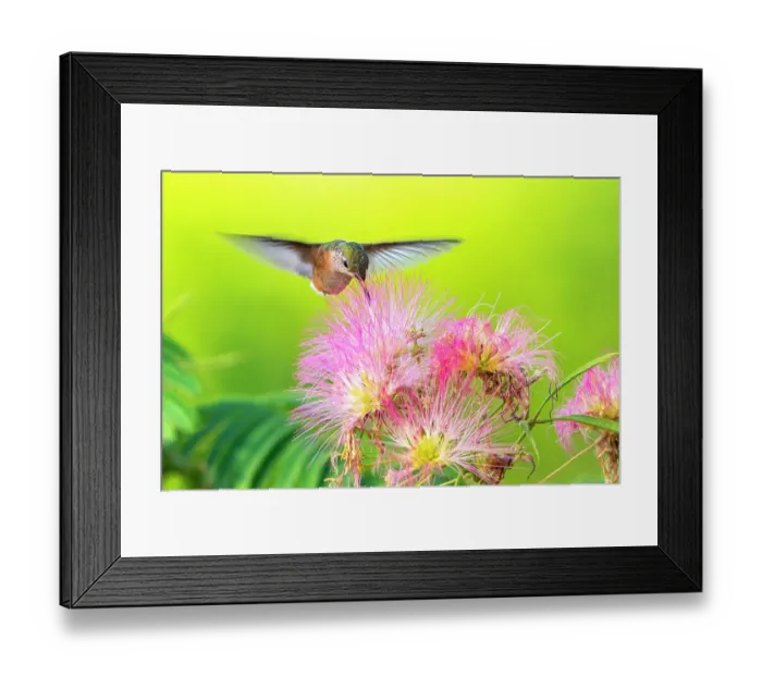 Framed Print : USA, New Mexico. Broad-tailed hummingbird feeding on mimosa blossom. ©Cathy & Gordon Illg  /  Jaynes Gallery  /  DanitaDelimont.com