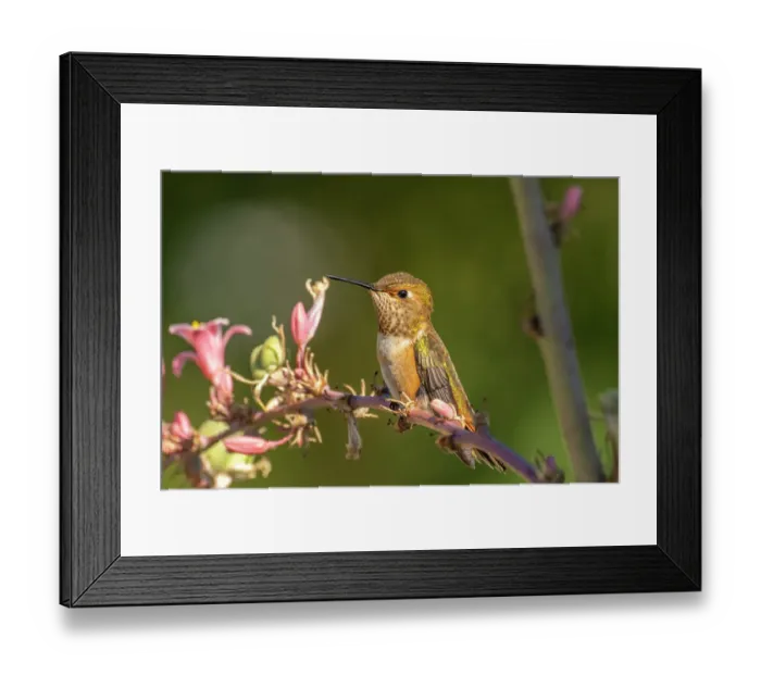Framed Print : USA, New Mexico. Rufous hummingbird on limb. ©Cathy & Gordon Illg  /  Jaynes Gallery  /  DanitaDelimont.com