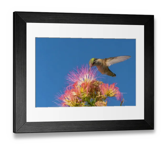 Framed Print : USA, New Mexico. Broad-tailed hummingbird feeding on mimosa blossom. ©Cathy & Gordon Illg  /  Jaynes Gallery  /  DanitaDelimont.com