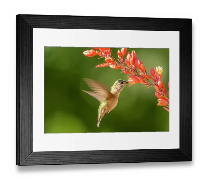 Framed Print : USA, New Mexico. Calliope hummingbird feeding on yucca blossoms. ©Cathy & Gordon Illg / Jaynes Gallery / DanitaDelimont.com Framed Print : USA, New Mexico. Calliope hummingbird feeding on yucca blossoms. ©Cathy & Gordon Illg / Jaynes Gallery / DanitaDelimont.com