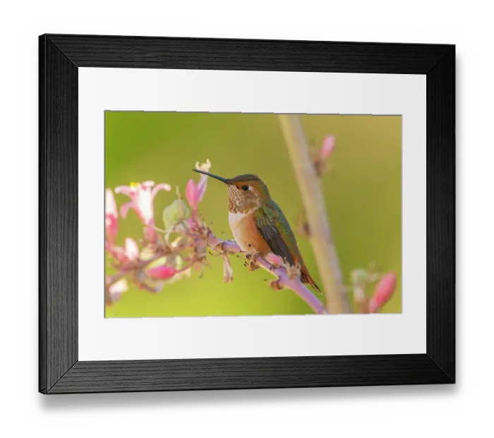 Framed Print : USA, New Mexico. Rufous hummingbird on limb. ©Cathy & Gordon Illg / Jaynes Gallery / DanitaDelimont.com Framed Print : USA, New Mexico. Rufous hummingbird on limb. ©Cathy & Gordon Illg / Jaynes Gallery / DanitaDelimont.com