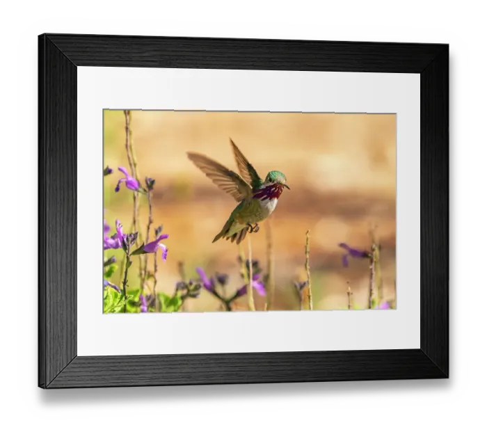 Framed Print : USA, New Mexico. Male calliope hummingbird in flight. ©Cathy & Gordon Illg / Jaynes Gallery / DanitaDelimont.com Framed Print : USA, New Mexico. Male calliope hummingbird in flight. ©Cathy & Gordon Illg / Jaynes Gallery / DanitaDelimont.com