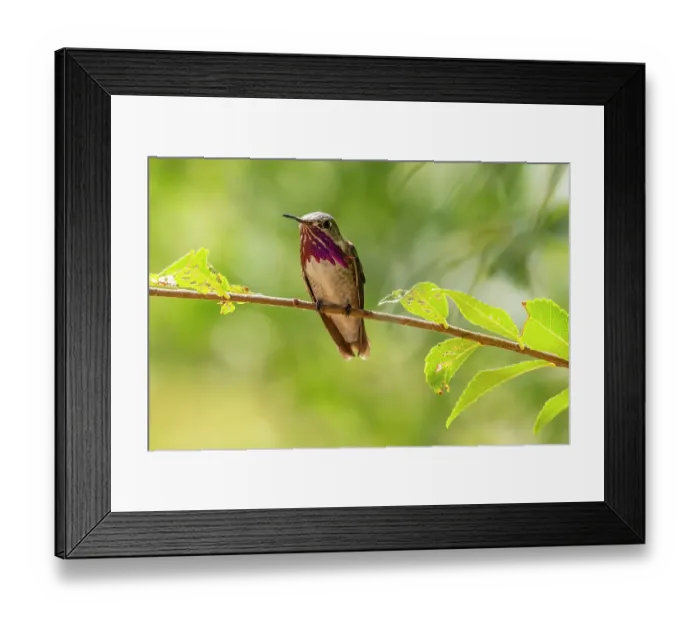 Framed Print : USA, New Mexico. Male calliope hummingbird on limb. ©Cathy & Gordon Illg / Jaynes Gallery / DanitaDelimont.com Framed Print : USA, New Mexico. Male calliope hummingbird on limb. ©Cathy & Gordon Illg / Jaynes Gallery / DanitaDelimont.com