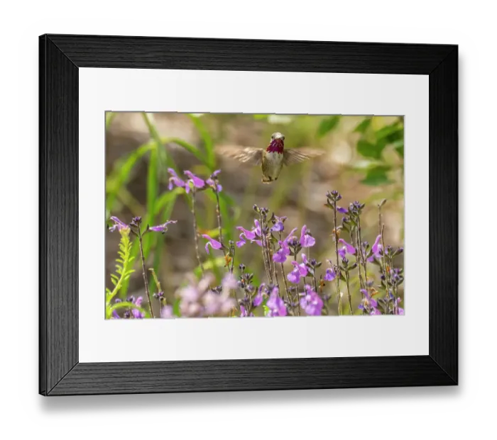 Framed Print : USA, New Mexico. Male calliope hummingbird in flight. ©Cathy & Gordon Illg / Jaynes Gallery / DanitaDelimont.com Framed Print : USA, New Mexico. Male calliope hummingbird in flight. ©Cathy & Gordon Illg / Jaynes Gallery / DanitaDelimont.com