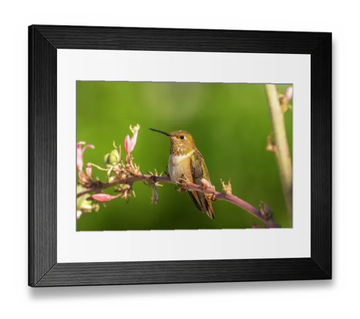 Framed Print : USA, New Mexico. Rufous hummingbird on limb. ©Cathy & Gordon Illg / Jaynes Gallery / DanitaDelimont.com Framed Print : USA, New Mexico. Rufous hummingbird on limb. ©Cathy & Gordon Illg / Jaynes Gallery / DanitaDelimont.com