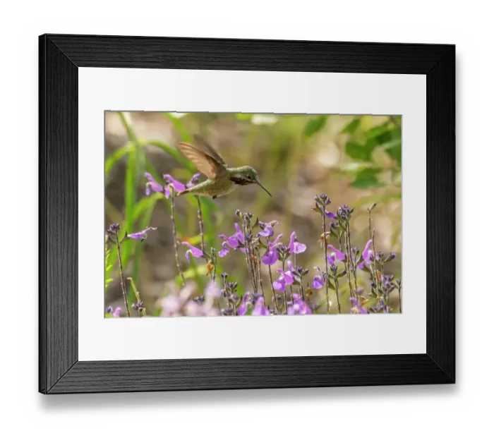 Framed Print : USA, New Mexico. Male calliope hummingbird in flight. ©Cathy & Gordon Illg  /  Jaynes Gallery  /  DanitaDelimont.com