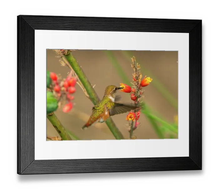 Framed Print : USA, New Mexico. Rufous hummingbird feeding on flower. ©Cathy & Gordon Illg / Jaynes Gallery / DanitaDelimont.com Framed Print : USA, New Mexico. Rufous hummingbird feeding on flower. ©Cathy & Gordon Illg / Jaynes Gallery / DanitaDelimont.com