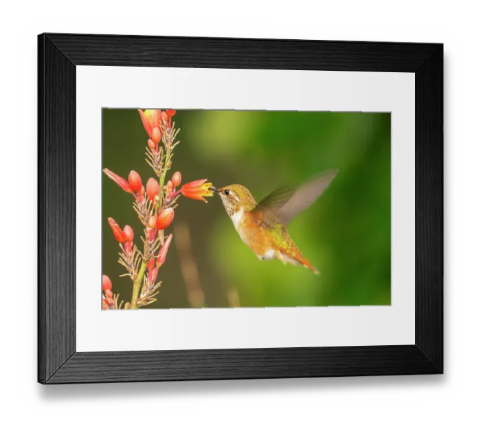 Framed Print : USA, New Mexico. Rufous hummingbird feeding on flower. ©Cathy & Gordon Illg  /  Jaynes Gallery  /  DanitaDelimont.com