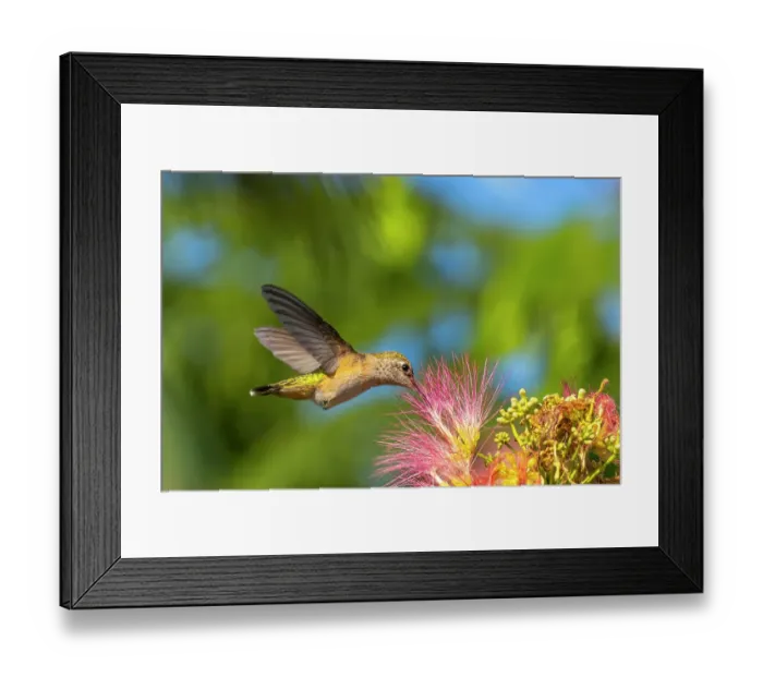 Framed Print : USA, New Mexico. Broad-tailed hummingbird feeding on mimosa blossom. ©Cathy & Gordon Illg / Jaynes Gallery / DanitaDelimont.com Framed Print : USA, New Mexico. Broad-tailed hummingbird feeding on mimosa blossom. ©Cathy & Gordon Illg / Jaynes Gallery / DanitaDelimont.com