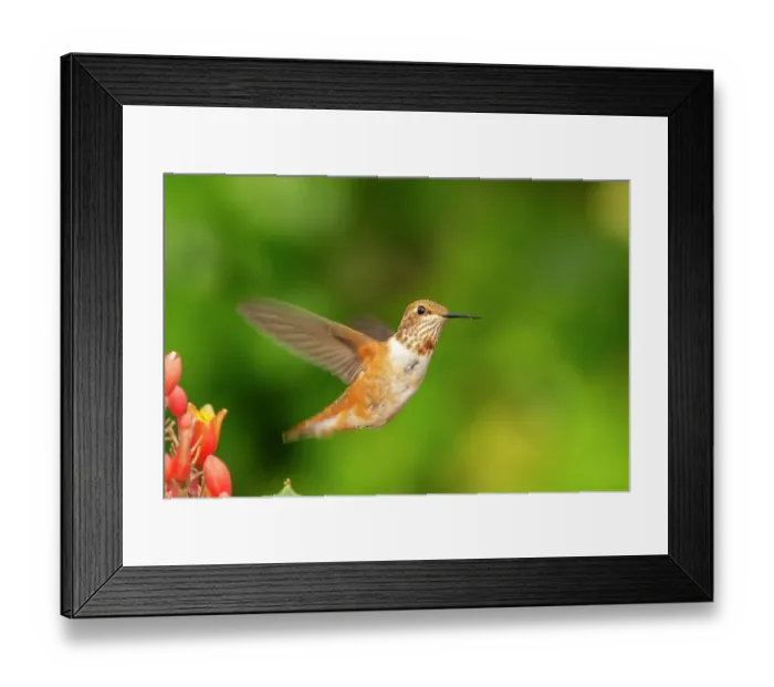 Framed Print : USA, New Mexico. Rufous hummingbird flying. ©Cathy & Gordon Illg / Jaynes Gallery / DanitaDelimont.com Framed Print : USA, New Mexico. Rufous hummingbird flying. ©Cathy & Gordon Illg / Jaynes Gallery / DanitaDelimont.com