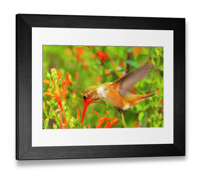 Framed Print : USA, New Mexico. Rufous hummingbird feeding on flower. ©Cathy & Gordon Illg / Jaynes Gallery / DanitaDelimont.com Framed Print : USA, New Mexico. Rufous hummingbird feeding on flower. ©Cathy & Gordon Illg / Jaynes Gallery / DanitaDelimont.com