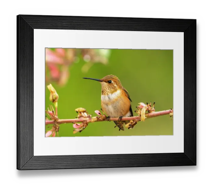 Framed Print : USA, New Mexico. Rufous hummingbird on limb. ©Cathy & Gordon Illg / Jaynes Gallery / DanitaDelimont.com Framed Print : USA, New Mexico. Rufous hummingbird on limb. ©Cathy & Gordon Illg / Jaynes Gallery / DanitaDelimont.com