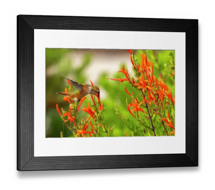 Framed Print : USA, New Mexico. Rufous hummingbird feeding on flower. ©Cathy & Gordon Illg / Jaynes Gallery / DanitaDelimont.com Framed Print : USA, New Mexico. Rufous hummingbird feeding on flower. ©Cathy & Gordon Illg / Jaynes Gallery / DanitaDelimont.com
