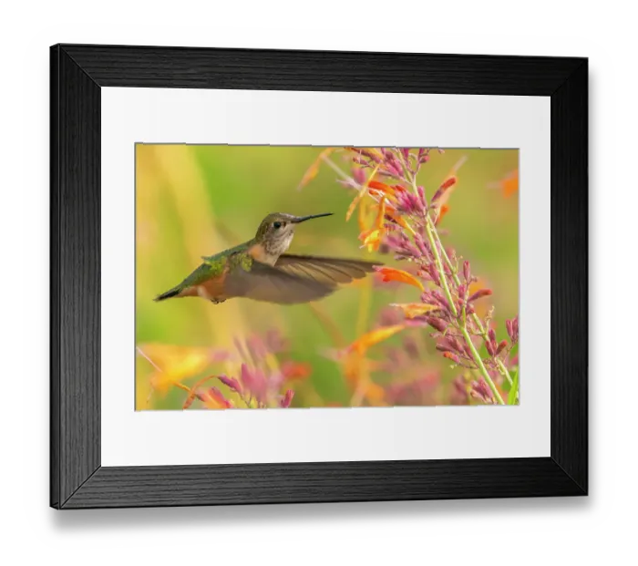 Framed Print : USA, New Mexico. Broad-tailed hummingbird feeding on flower. ©Cathy & Gordon Illg / Jaynes Gallery / DanitaDelimont.com Framed Print : USA, New Mexico. Broad-tailed hummingbird feeding on flower. ©Cathy & Gordon Illg / Jaynes Gallery / DanitaDelimont.com