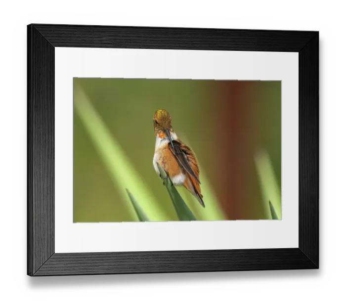 Framed Print : USA, New Mexico. Rufous hummingbird perched on yucca leaf. ©Cathy & Gordon Illg / Jaynes Gallery / DanitaDelimont.com Framed Print : USA, New Mexico. Rufous hummingbird perched on yucca leaf. ©Cathy & Gordon Illg / Jaynes Gallery / DanitaDelimont.com