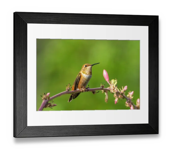 Framed Print : USA, New Mexico. Rufous hummingbird on limb. ©Cathy & Gordon Illg / Jaynes Gallery / DanitaDelimont.com Framed Print : USA, New Mexico. Rufous hummingbird on limb. ©Cathy & Gordon Illg / Jaynes Gallery / DanitaDelimont.com