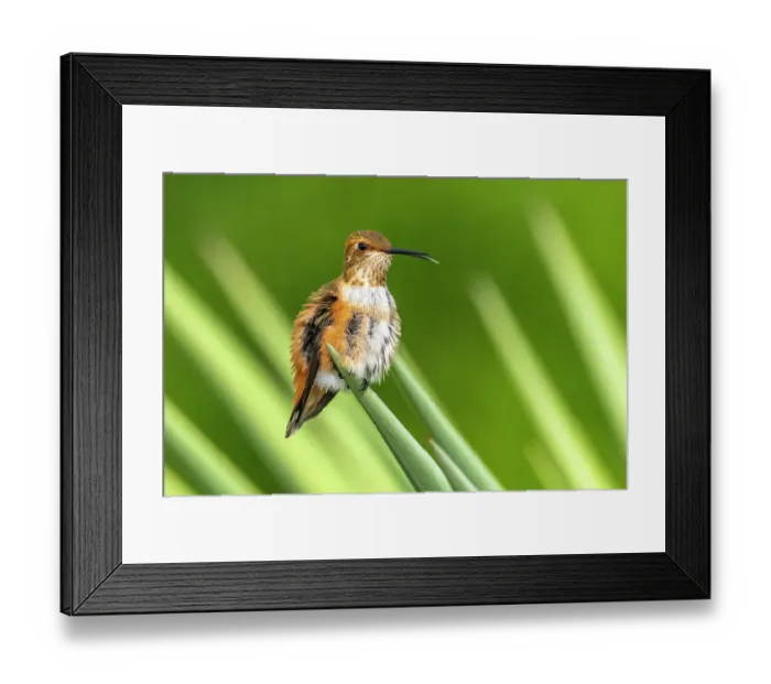 Framed Print : USA, New Mexico. Rufous hummingbird perched on yucca leaf. ©Cathy & Gordon Illg / Jaynes Gallery / DanitaDelimont.com Framed Print : USA, New Mexico. Rufous hummingbird perched on yucca leaf. ©Cathy & Gordon Illg / Jaynes Gallery / DanitaDelimont.com
