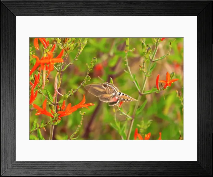 Framed Print : USA, New Mexico. White-lined sphinx moth feeding on flower. ©Cathy & Gordon Illg  /  Jaynes Gallery  /  DanitaDelimont.com