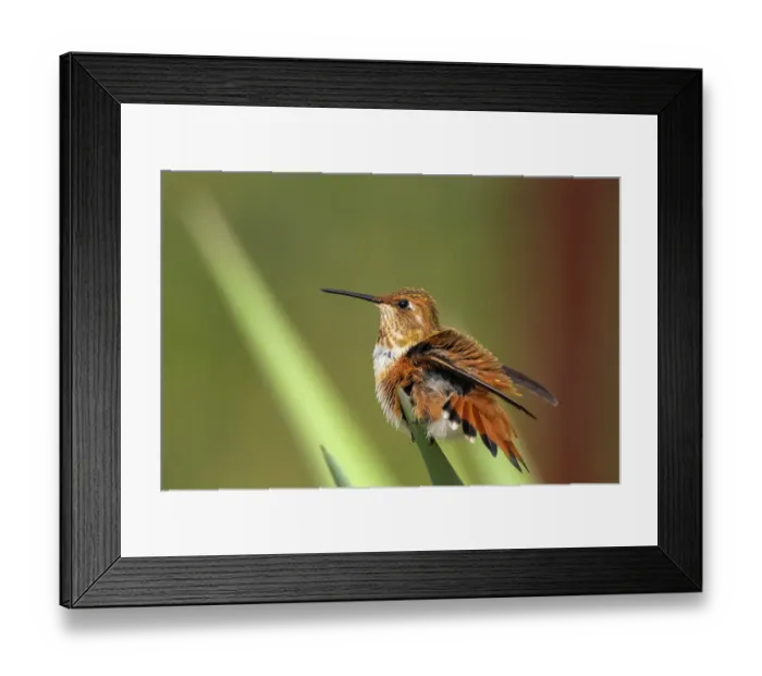 Framed Print : USA, New Mexico. Rufous hummingbird perched on yucca leaf. ©Cathy & Gordon Illg  /  Jaynes Gallery  /  DanitaDelimont.com