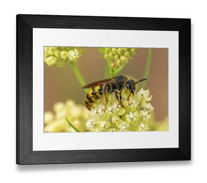 Framed Print : USA, New Mexico. Hornet on blossom. ©Cathy & Gordon Illg / Jaynes Gallery / DanitaDelimont.com Framed Print : USA, New Mexico. Hornet on blossom. ©Cathy & Gordon Illg / Jaynes Gallery / DanitaDelimont.com