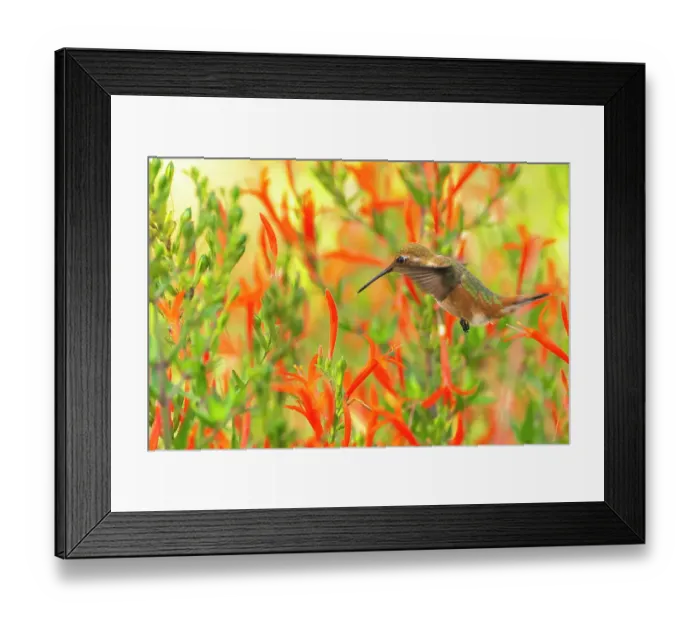Framed Print : USA, New Mexico. Rufous hummingbird feeding on flower. ©Cathy & Gordon Illg / Jaynes Gallery / DanitaDelimont.com Framed Print : USA, New Mexico. Rufous hummingbird feeding on flower. ©Cathy & Gordon Illg / Jaynes Gallery / DanitaDelimont.com