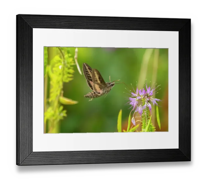 Framed Print : USA, New Mexico. White-lined sphinx moth feeding on bee balm blossoms. ©Cathy & Gordon Illg / Jaynes Gallery / DanitaDelimont.com Framed Print : USA, New Mexico. White-lined sphinx moth feeding on bee balm blossoms. ©Cathy & Gordon Illg / Jaynes Gallery / DanitaDelimont.com