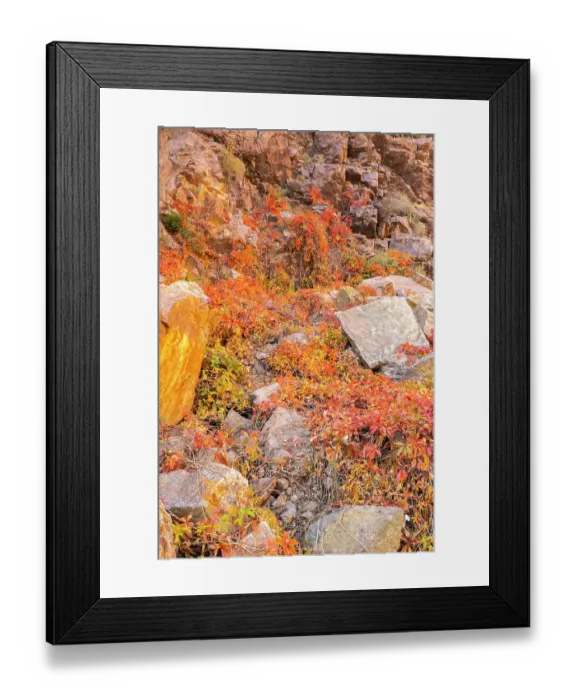 Framed Print : USA, New Mexico, Jemez National Recreation Area. Cliff and red Virginia creepers. ©Cathy & Gordon Illg / Jaynes Gallery / DanitaDelimont.com Framed Print : USA, New Mexico, Jemez National Recreation Area. Cliff and red Virginia creepers. ©Cathy & Gordon Illg / Jaynes Gallery / DanitaDelimont.com