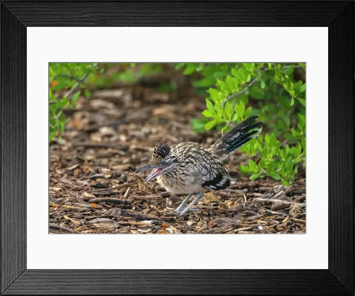 Framed Print : USA, New Mexico. Greater roadrunner with nesting material. ©Cathy & Gordon Illg / Jaynes Gallery / DanitaDelimont.com Framed Print : USA, New Mexico. Greater roadrunner with nesting material. ©Cathy & Gordon Illg / Jaynes Gallery / DanitaDelimont.com