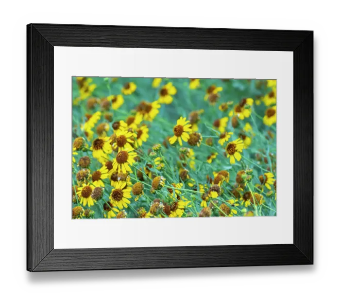 Framed Print : USA, New Mexico. Rudbeckia flowers in bloom. ©Cathy & Gordon Illg  /  Jaynes Gallery  /  DanitaDelimont.com