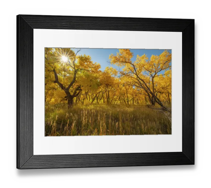 Framed Print : USA, New Mexico, Jemez National Recreation Area. Sun star and cottonwood trees in autumn. ©Cathy & Gordon Illg  /  Jaynes Gallery  /  DanitaDelimont.com