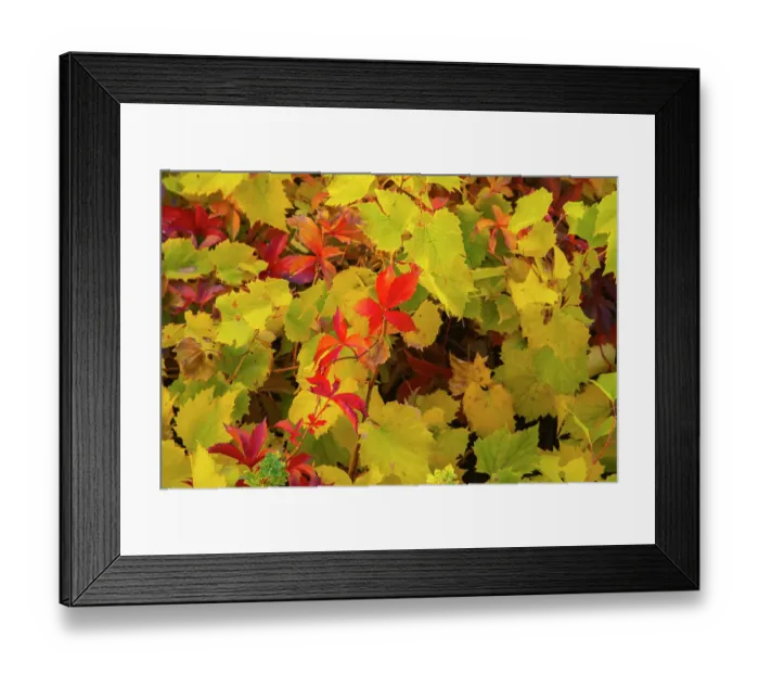 Framed Print : USA, New Mexico, Jemez National Recreation Area. Red Virginia creepers among foliage. ©Cathy & Gordon Illg  /  Jaynes Gallery  /  DanitaDelimont.com