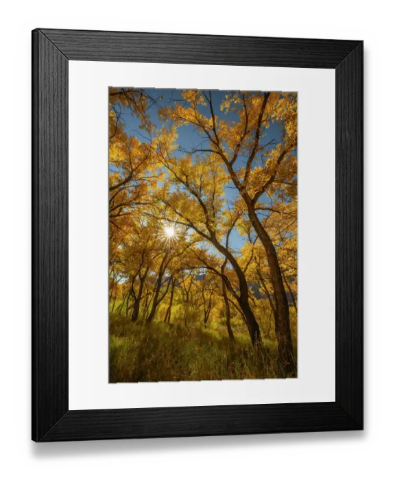 Framed Print : USA, New Mexico, Jemez National Recreation Area. Sun star and cottonwood trees. ©Cathy & Gordon Illg  /  Jaynes Gallery  /  DanitaDelimont.com
