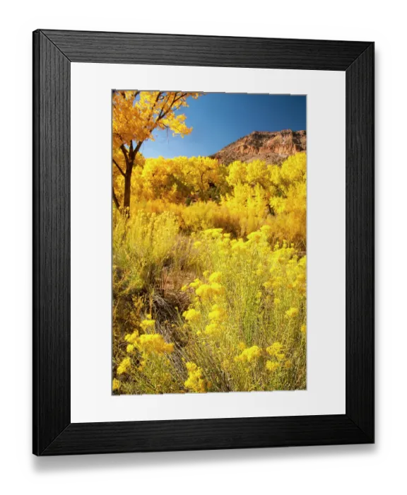 Framed Print : USA, New Mexico, Jemez National Recreation Area. Cliff and cottonwood trees in autumn. ©Cathy & Gordon Illg  /  Jaynes Gallery  /  DanitaDelimont.com