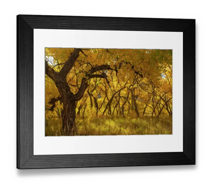 Framed Print : USA, New Mexico, Jemez National Recreation Area. Cottonwood trees in autumn. ©Cathy & Gordon Illg / Jaynes Gallery / DanitaDelimont.com Framed Print : USA, New Mexico, Jemez National Recreation Area. Cottonwood trees in autumn. ©Cathy & Gordon Illg / Jaynes Gallery / DanitaDelimont.com