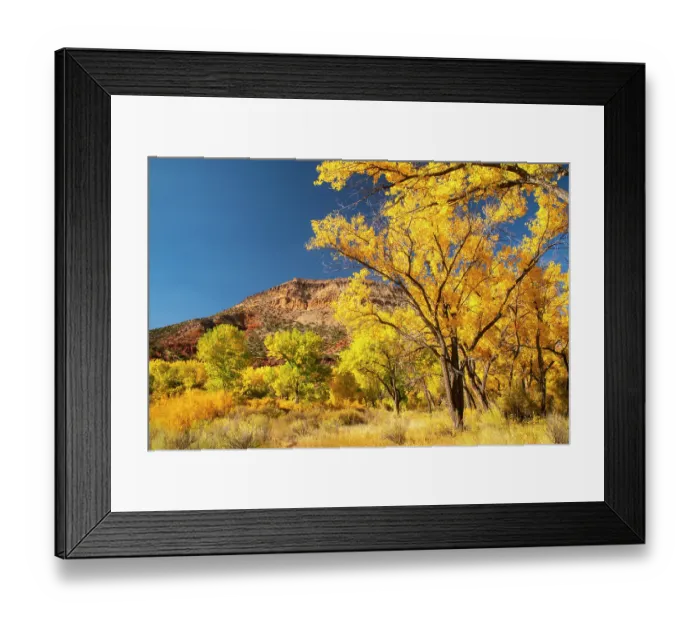 Framed Print : USA, New Mexico, Jemez National Recreation Area. Cliff and cottonwood trees in autumn. ©Cathy & Gordon Illg / Jaynes Gallery / DanitaDelimont.com Framed Print : USA, New Mexico, Jemez National Recreation Area. Cliff and cottonwood trees in autumn. ©Cathy & Gordon Illg / Jaynes Gallery / DanitaDelimont.com