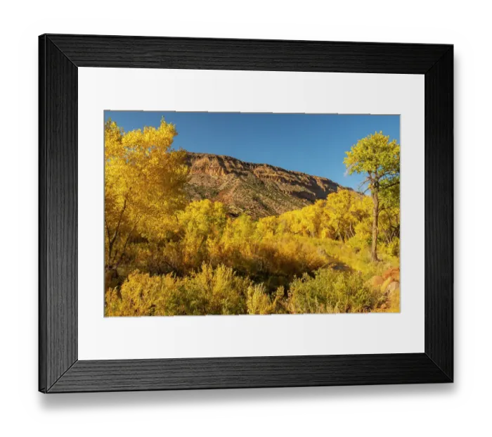 Framed Print : USA, New Mexico, Jemez National Recreation Area. Cottonwood trees around stream. ©Cathy & Gordon Illg / Jaynes Gallery / DanitaDelimont.com Framed Print : USA, New Mexico, Jemez National Recreation Area. Cottonwood trees around stream. ©Cathy & Gordon Illg / Jaynes Gallery / DanitaDelimont.com