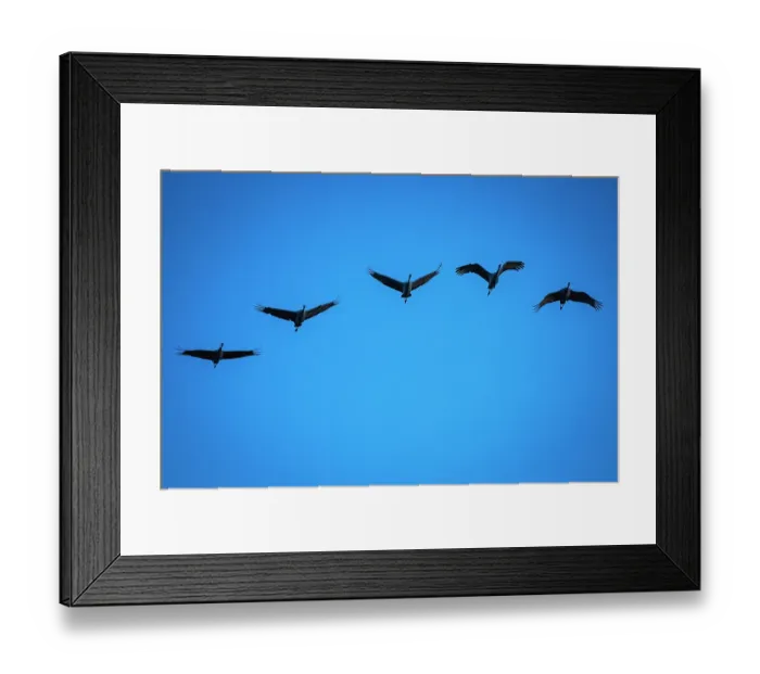 Framed Print : Group of five sandhill cranes flying at Bosque del Apache