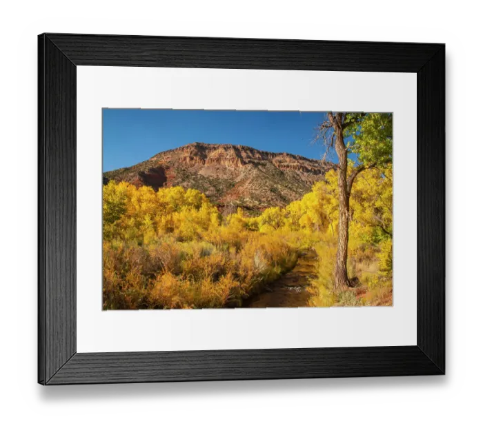 Framed Print : USA, New Mexico, Jemez National Recreation Area. Cottonwood trees and willows around stream. ©Cathy & Gordon Illg / Jaynes Gallery / DanitaDelimont.com Framed Print : USA, New Mexico, Jemez National Recreation Area. Cottonwood trees and willows around stream. ©Cathy & Gordon Illg / Jaynes Gallery / DanitaDelimont.com