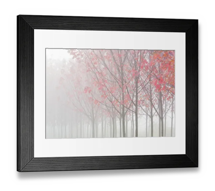 Framed Print : USA, Oregon. Maple trees in autumn fog. ©Don Paulson / Jaynes Gallery / DanitaDelimont.com Framed Print : USA, Oregon. Maple trees in autumn fog. ©Don Paulson / Jaynes Gallery / DanitaDelimont.com