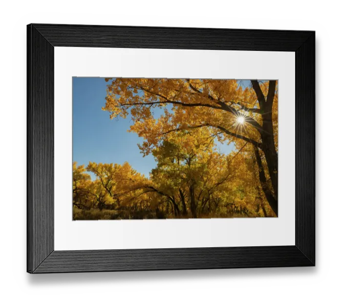 Framed Print : USA, New Mexico, Jemez National Recreation Area. Sun star and cottonwood trees in autumn. ©Cathy & Gordon Illg / Jaynes Gallery / DanitaDelimont.com Framed Print : USA, New Mexico, Jemez National Recreation Area. Sun star and cottonwood trees in autumn. ©Cathy & Gordon Illg / Jaynes Gallery / DanitaDelimont.com