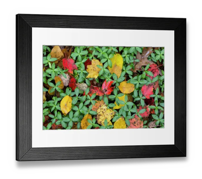 Framed Print : USA, North Carolina. Fall leaves close-up. ©Don Paulson  /  Jaynes Gallery  /  DanitaDelimont.com
