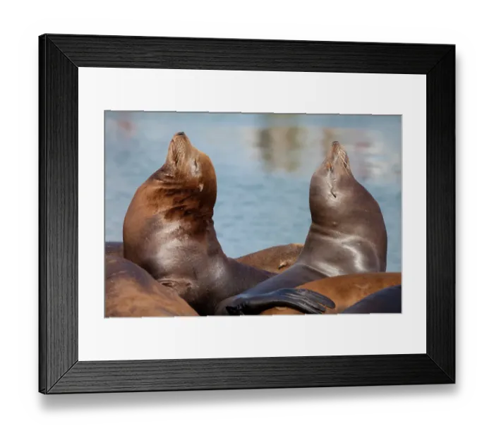 Framed Print : USA, Oregon, Charleston. Close-up of pair of sea lions in harbor. ©Don Paulson / Jaynes Gallery / DanitaDelimont.com Framed Print : USA, Oregon, Charleston. Close-up of pair of sea lions in harbor. ©Don Paulson / Jaynes Gallery / DanitaDelimont.com